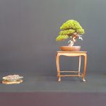 Mein Juniperus