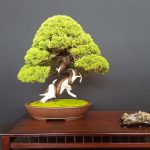 Mein Juniperus