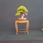 Mein Juniperus